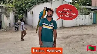Most expensive bird in Maldives | People of Ukulas Island are crazy for Birds
