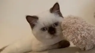 British Shorthair Colourpoint kitten  is saying Hi 👋