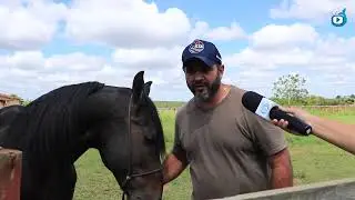 Horsemanship: Workshop ensina a domar cavalos utilizando psicologia animal