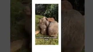 Why Wombat Poop💩 is Square?🤔 #facts #doyouknow #funfacts #gyanii  #wildlife #wombat