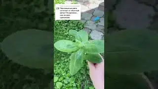 В чём разница между обычной мятой и кошачьей?