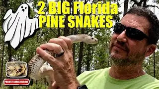 Finding 2 Big Florida Pine Snakes! The Ghosts of the sandhills.