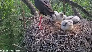 Black Stork Nest - Kergu feeds the chicks 26.06.2025 in P&auml;rnu County, Estonia
