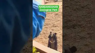 Wait for Tiger entry😱 NANDANKANAN Zoological park❤️ #bhubaneswar #odishatourism #nandankanan #first