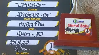 Murai Batu 