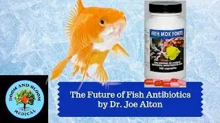 The Future of Fish Antibiotics in Survival Medicine