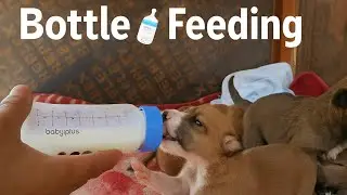 🍼 Heart-Touching Bottle Feeding of Newborn Puppies 🐶💖 | Emotional Puppy Rescue & Care 