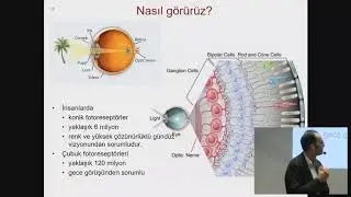 Nasıl görürüz? Retina nasıl çalışır, retina dejenerasyonu nedir?