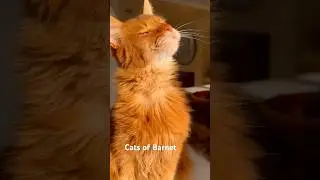 Cute orange cat in the sun #cat #catvideos #catshorts #cutecat #kitty #catlover #cuteanimal  #cute