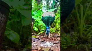 Female peacock near my house.searching for food#nature #wildlife #insects