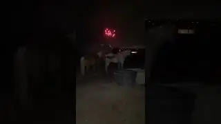 Horses watching fireworks