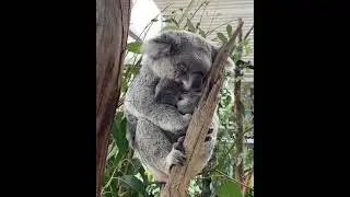 Mama koala cuddling her baby 🦦 #mama #koala #cuddle #baby #shorts #trending #youtube #viral #video