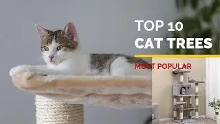 10 Best Cat Trees 2020 | Most Popular Tree for Cats