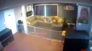 INSANE! 180lbs pit bull HULK PROTECTS home invasion security camera video CCTV