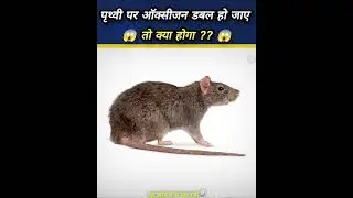What happen if oxygen increases on earth 🌍