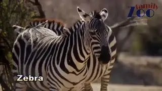 Zebra | Zebras | Zebra Video | Zebra Sound | Zebra Dove | Zebra Rec | Zebra Dance | Animals | Zoo