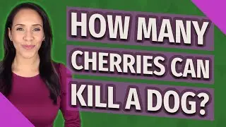 How many cherries can kill a dog?
