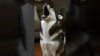 Siberian husky #dog #viral