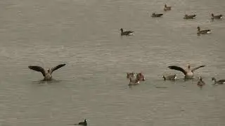 Gansen een watervogel bij de Bijland.