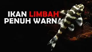 IKAN LIMBAH PENUH WARNA, 10 JENIS IKAN SAPU SAPU YANG DAPAT DIPELIHARA.