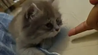 Playing with My #persiancat  Gray #cat  🐱💙 | He Loves My Hand! 😻 #cat  #catvlog