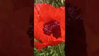 Прекрасные маки! 🙏