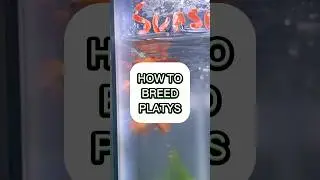 How to breed platys (How to sec platy fish) #fishbreeding #fishcare #platy #fishtank #aquarium