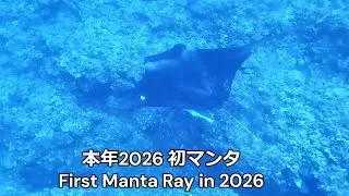 石垣島素潜り(203) 初潜り初マンタ2026 Uganzaki Lighthouse 御神崎灯台直下