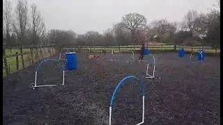 Hoopers course, distance handling, directional change #dogsport #dogtraining #Labrador #hoopers