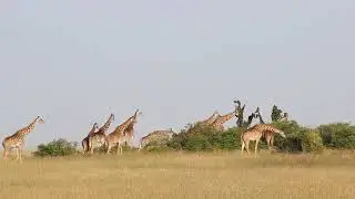 Giraffes in the Maasai Mara