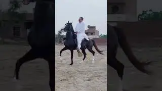 Black horse dancing