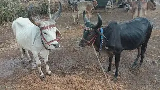 Gujarat ke Femas Kakreji | vadhiyara | Desi Bail | village bull market india ox selling