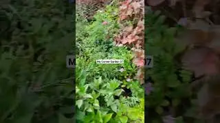 hyderabad plant nursery | wholesale plant nursery in hyderabad | Sindh Plants | #plant | #adenium