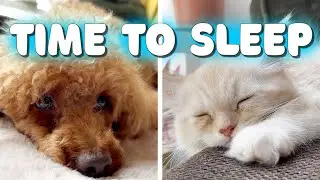 #115 Sleepy Kitten Thor & Bored Charlie the Red Poodle 🐱🐶💤 | Episode 9
