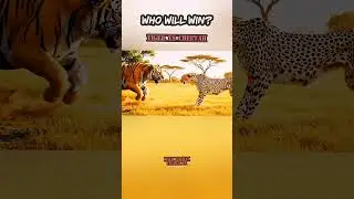 Tiger vs Cheetah 🐅🐆 Epic Wild Battle #TigerVsCheetah #WildAnimalFights