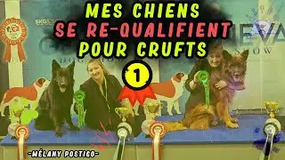 Quel est le SECRET des chiens champions de concours canin ?
