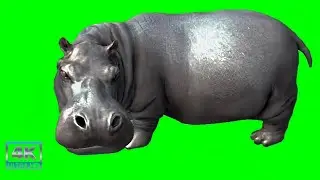 Hippopotamus Video | Hippo | Green Screen Hippo #greenscreen #animals