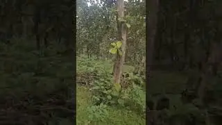 Kawal Forest,  Hyderabad
