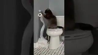 cats at work #shorts #funny #viral #subscribe