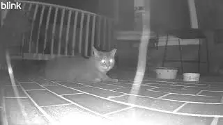 Cat looking into your soul 