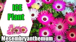 How to grow and care Ice plant | Mesembryanthemum winter flowering plant | Mesembry plant