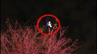 The Mysterious Iowa Dragon | Sightings & Encounters