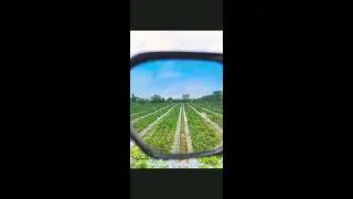 Strawberry farm from my perspective #photography