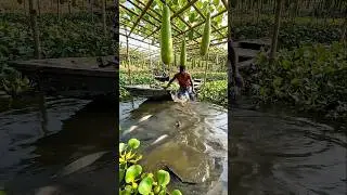 Wow! Amazing Polo Fishing Videos ! Best Big Fish Catching ! Primitive Technique fishing #fish #india
