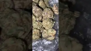 Blue Cookies Marijuana Strain zaza