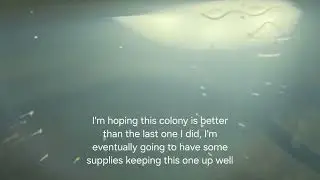 Sea Monkeys - Day 0