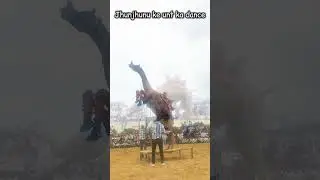 camel dance today