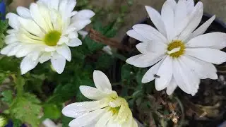 White Chrysanthemum||My Mini Garden||