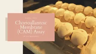 Анализ хориоаллантоидной мембраны (ХАМ): инструменты и методы | JPTV