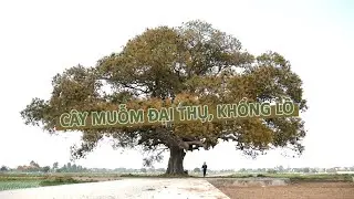 Thử ước đo&aacute;n chu vi gốc v&agrave; đường k&iacute;nh t&aacute;n c&acirc;y muỗm đại thụ khổng lồ